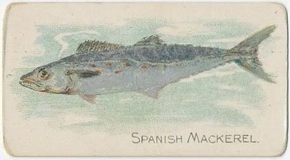 38 Spanish Mackerel